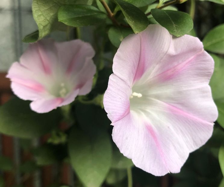 Morning Glory (2020, Aug.02) - ZORELE Ipomoea