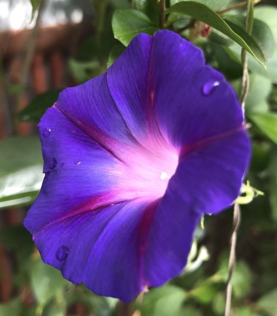 Morning Glory (2021, Aug,19) - ZORELE Ipomoea
