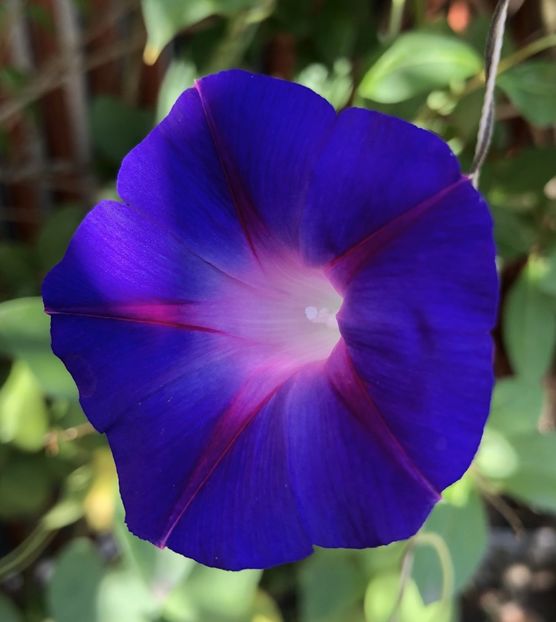 Morning Glory (2021, Aug,19) - ZORELE Ipomoea