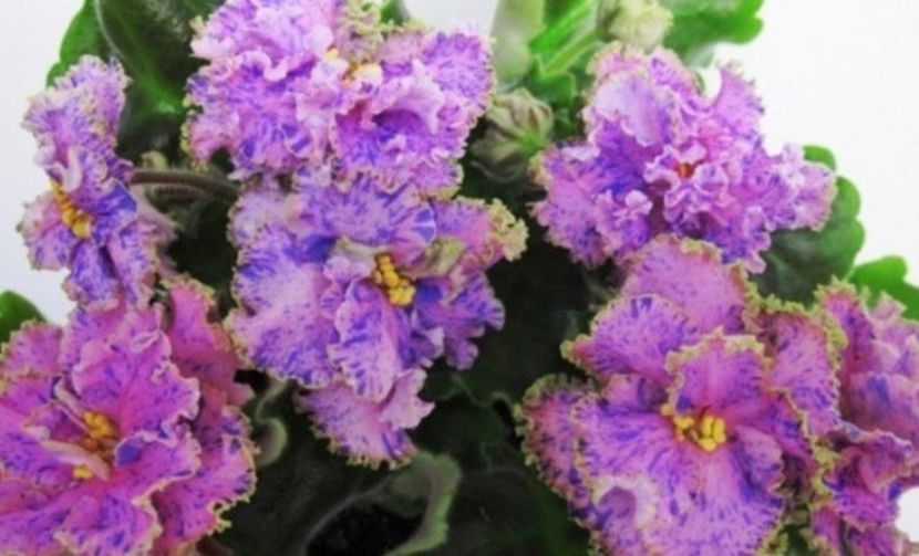 Poza net - LE-Kassiopeya