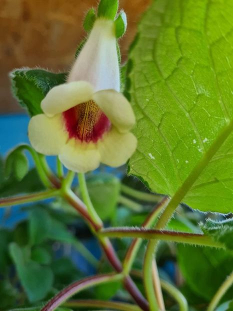  - HCY s Centre Heart