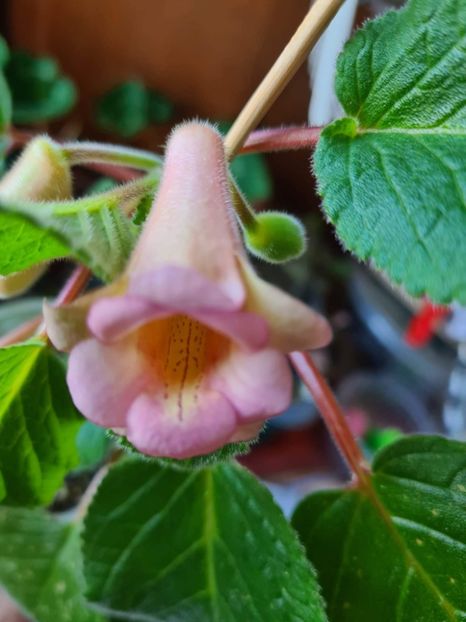  - HCY s Peach Fragrance