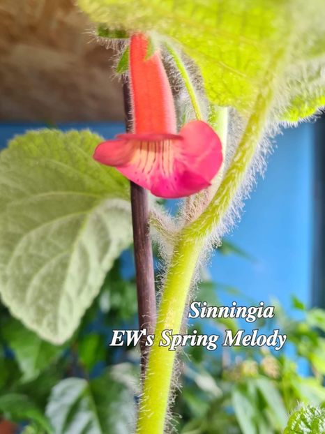  - EW s Spring Melody