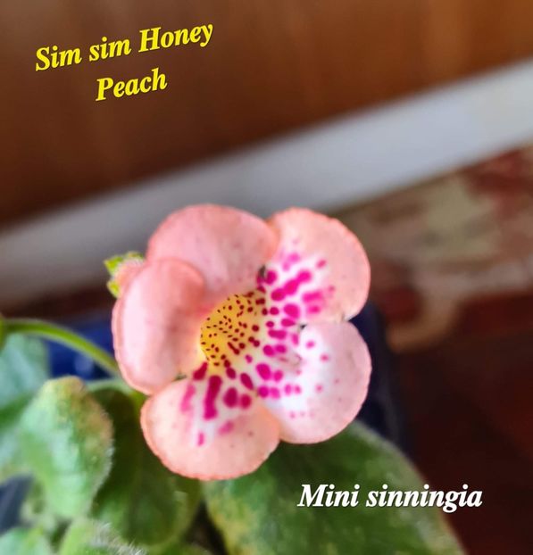  - Sim Sim Honey Peach