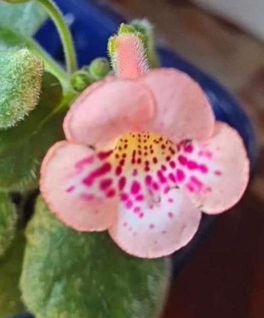  - Sim Sim Honey Peach