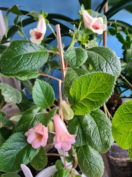  - HCY s Peach Fragrance