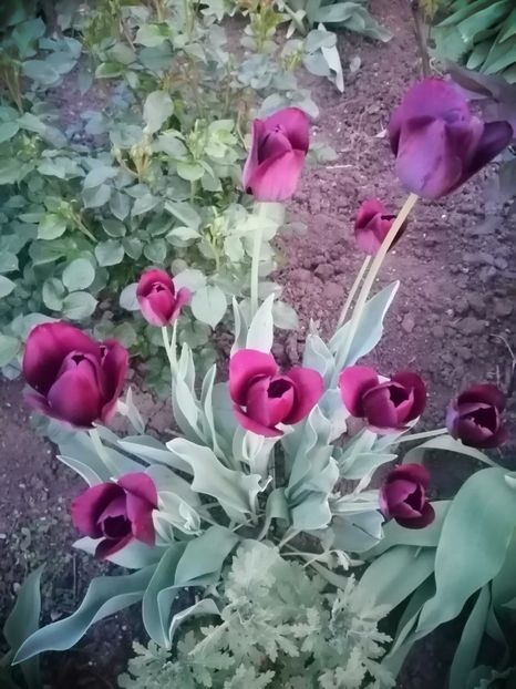  - PRIMVARA 2024 2025