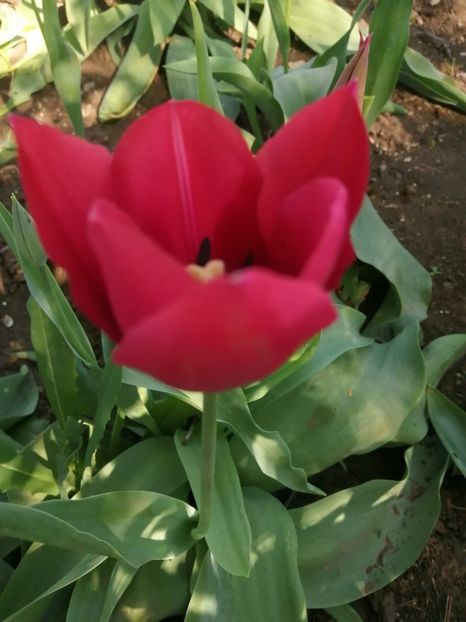  - PRIMVARA 2024 2025