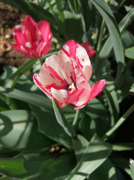  - PRIMVARA 2024 2025