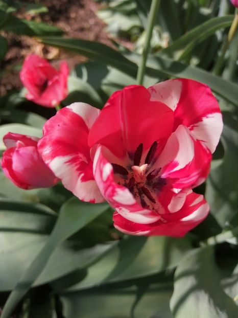  - PRIMVARA 2024 2025