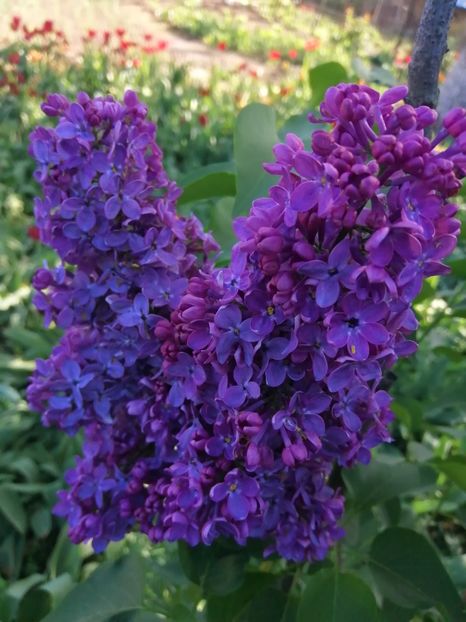  - PRIMVARA 2024 2025