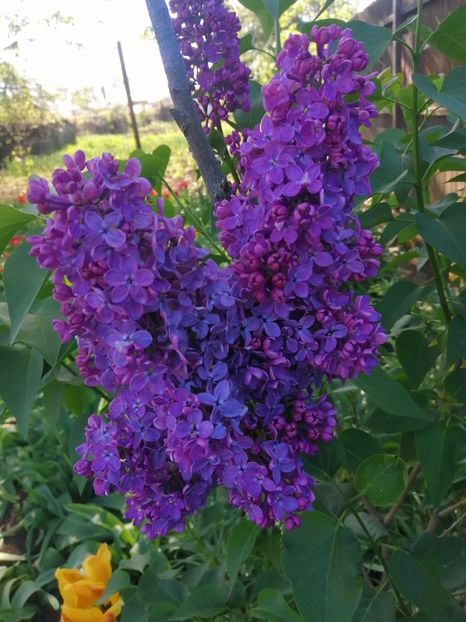  - PRIMVARA 2024 2025