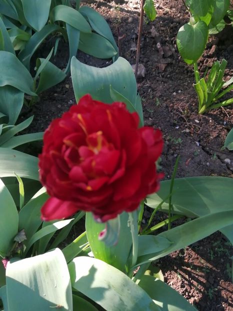  - PRIMVARA 2024 2025