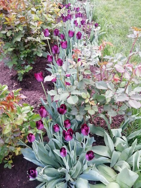  - PRIMVARA 2024 2025