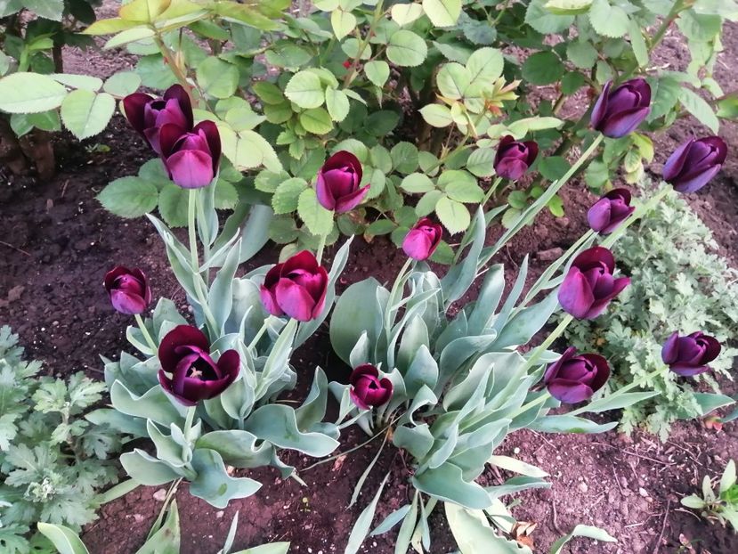  - PRIMVARA 2024 2025