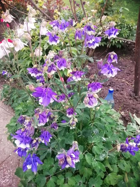  - PRIMVARA 2024 2025