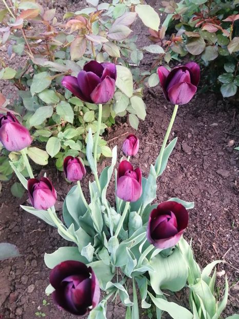  - PRIMVARA 2024 2025