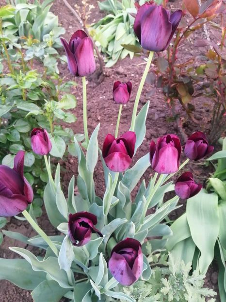  - PRIMVARA 2024 2025