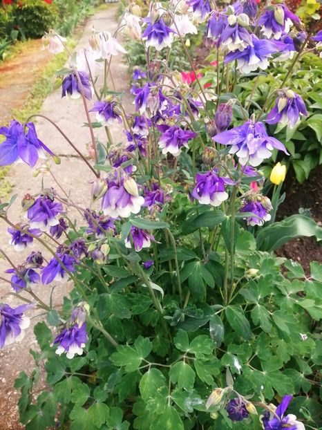  - PRIMVARA 2024 2025