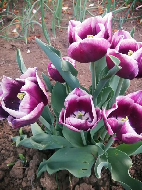  - PRIMVARA 2024 2025