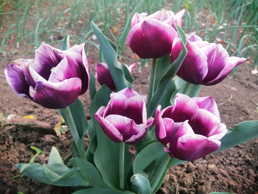  - PRIMVARA 2024 2025