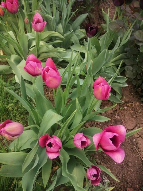  - PRIMVARA 2024 2025