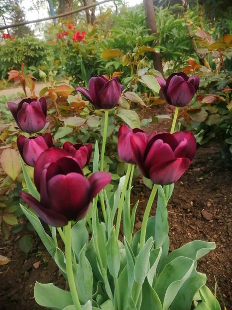  - PRIMVARA 2024 2025