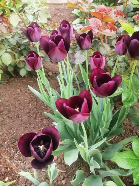  - PRIMVARA 2024 2025