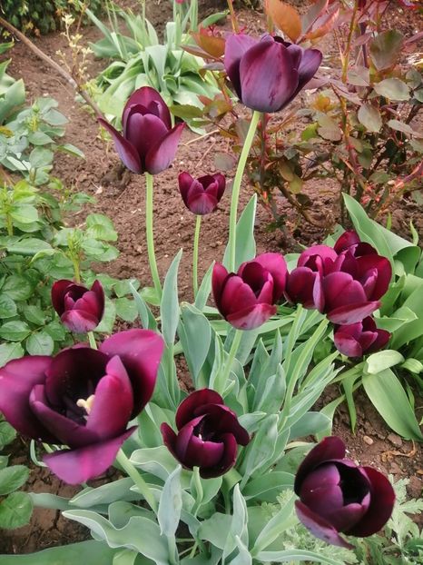  - PRIMVARA 2024 2025