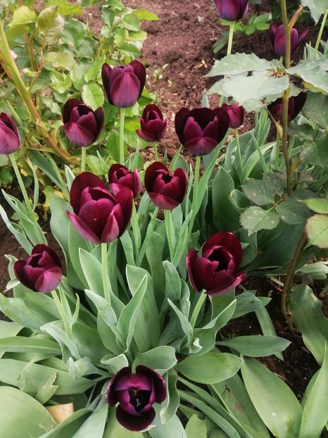  - PRIMVARA 2024 2025