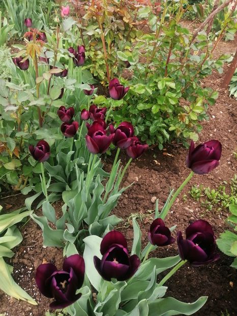  - PRIMVARA 2024 2025