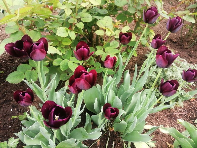  - PRIMVARA 2024 2025