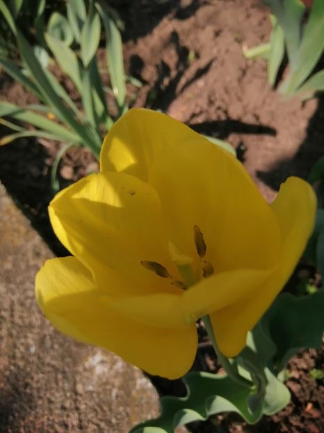  - PRIMVARA 2024 2025