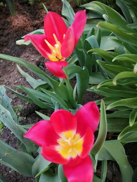  - PRIMVARA 2024 2025