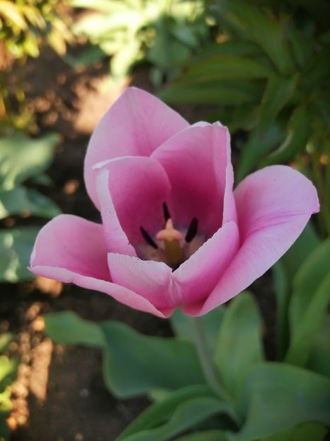  - PRIMVARA 2024 2025