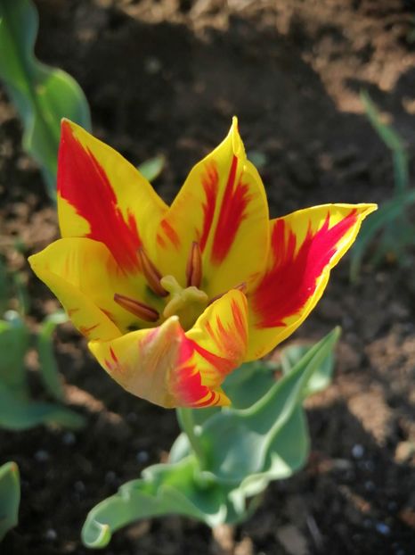  - PRIMVARA 2024 2025