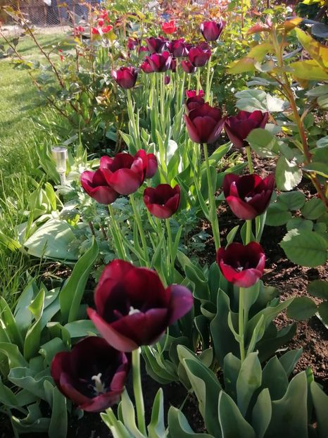  - PRIMVARA 2024 2025