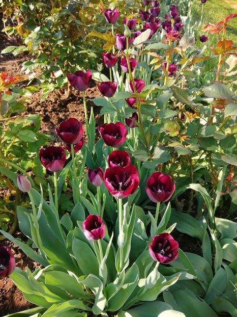  - PRIMVARA 2024 2025