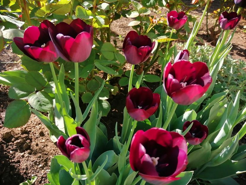  - PRIMVARA 2024 2025