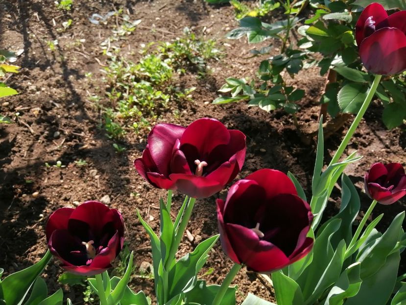  - PRIMVARA 2024 2025