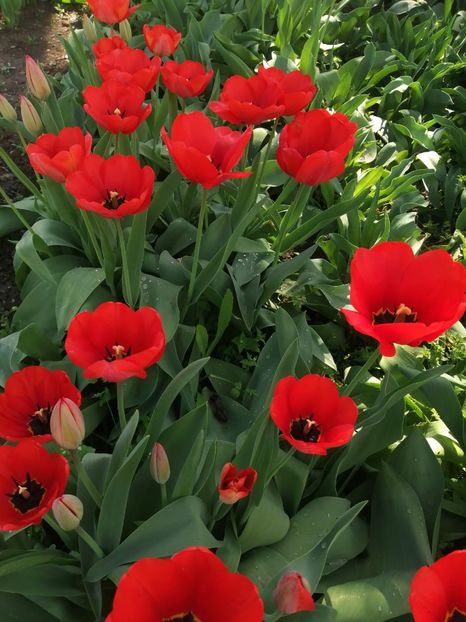  - PRIMVARA 2024 2025