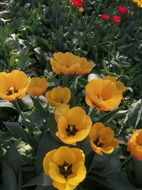  - PRIMVARA 2024 2025