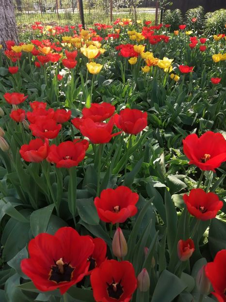  - PRIMVARA 2024 2025