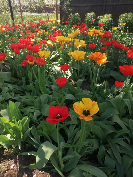  - PRIMVARA 2024 2025