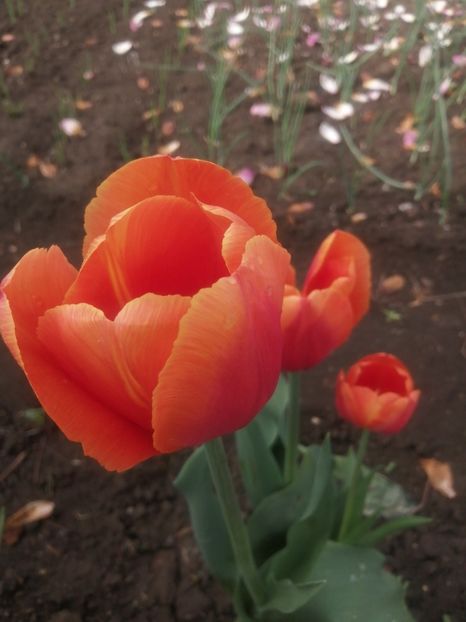  - PRIMVARA 2024 2025