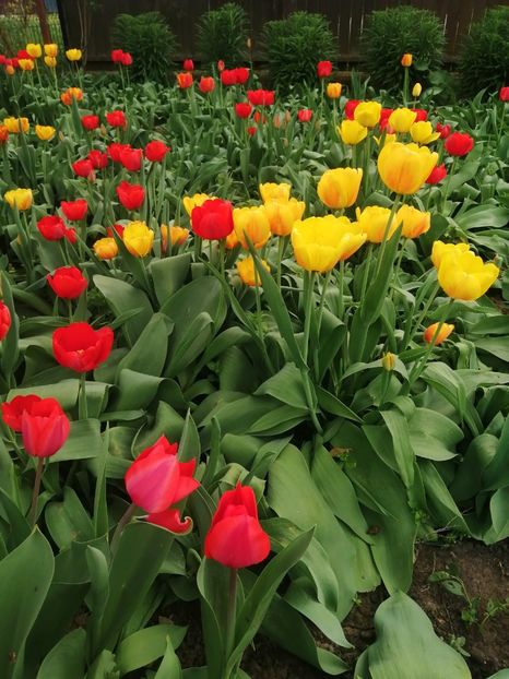  - PRIMVARA 2024 2025