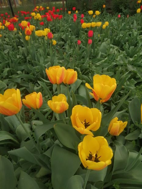  - PRIMVARA 2024 2025