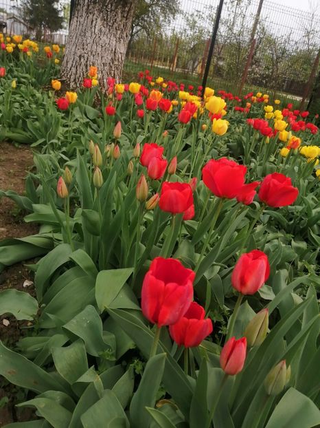  - PRIMVARA 2024 2025