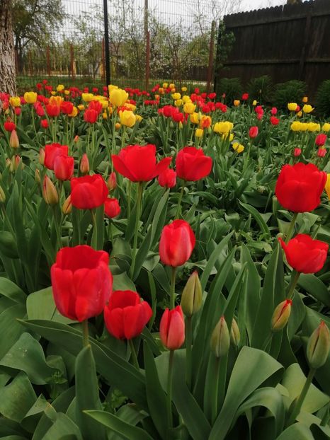  - PRIMVARA 2024 2025