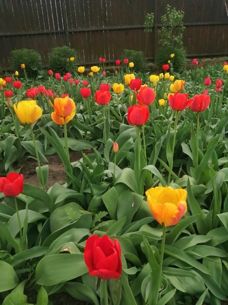  - PRIMVARA 2024 2025